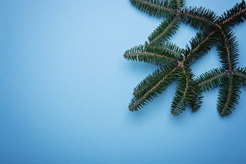 A branch of blue spruce on a blue background. Minimalistic christmas banner. Copy space for text.