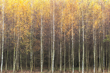  Birch forest in autumn. Autumn concept. Autumn in a birch forest