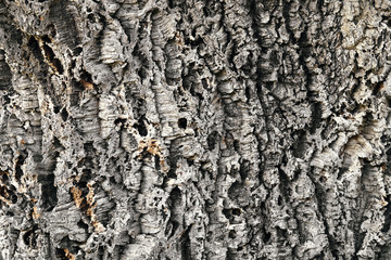 Bark of a cork tree background close up