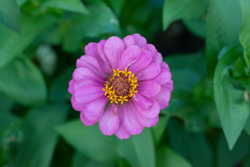 Obraz premium Top view of beautiful purple zinnia flower bloom in the garden on blur nature background.