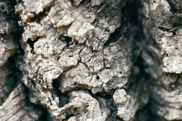 Texture of a cork tree bark macro photo