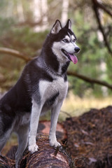 Portrait of happy dog breed Siberian husky in the bright yellow autumn forest.