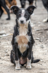 closeup portrait sad homeless abandoned black and white dog in shelter