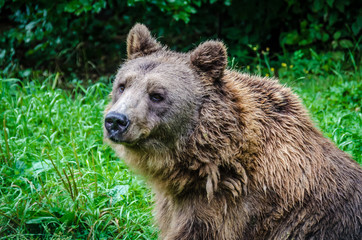 Obraz premium Bärenwald Müritz in Stuer Mecklenburgische Seenplatte