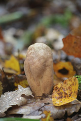 Clavariadelphus pistillaris, known as Giant Club fungus