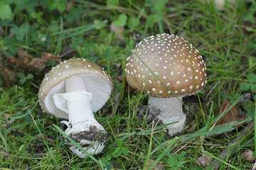 Amanita pantherina, known as the panther cap and false blusher, wild poisonous mushroom from Finland