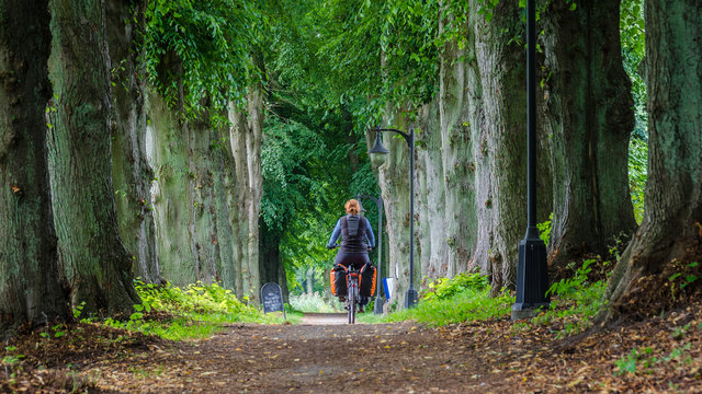 Radweg in Plau am See mit Baumallee
