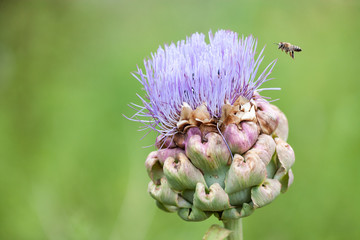 Flower of an artichoke with a honey bee