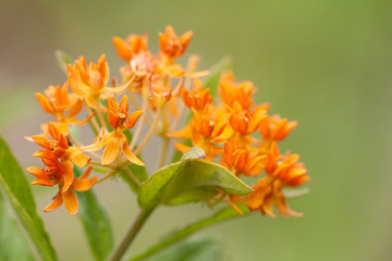 Orange flowers of Asclepias tuberosa