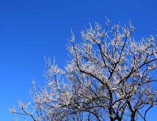 Baumkrone mit weißen Blüten vor blauen Himmel