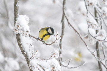 Great tit in a winter landscape