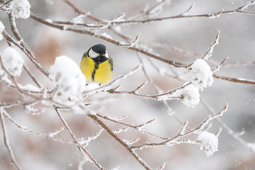 Great tit in a winter landscape