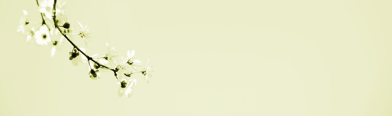 Hintergrund japanische Kirschblüten in gelb