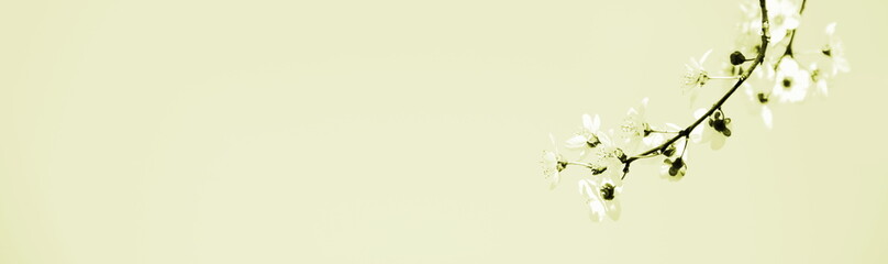 Hintergrund japanische Kirschblüten in gelb