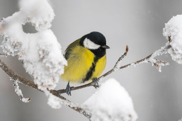 Great tit in a winter landscape