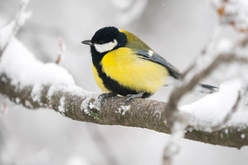 Naklejka premium Great tit in a winter landscape