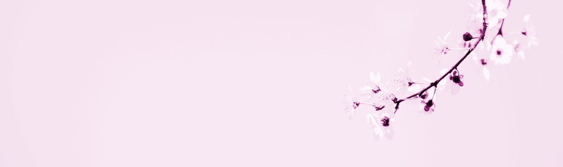 Fototapeta na wymiar Zierkirschenblüten in rosa und aprikot