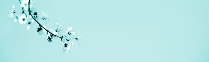 Hintergrund abstrakt mit Kirschblüten in blau und türkis mit Textfreiraum als Banner