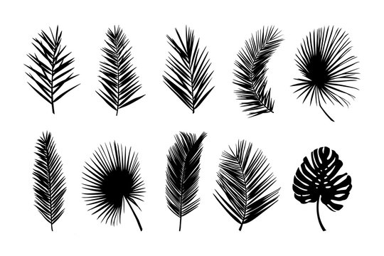Set of palm silhouettes of palm leaves isolated on a white background. Vector illustration of tropical plants