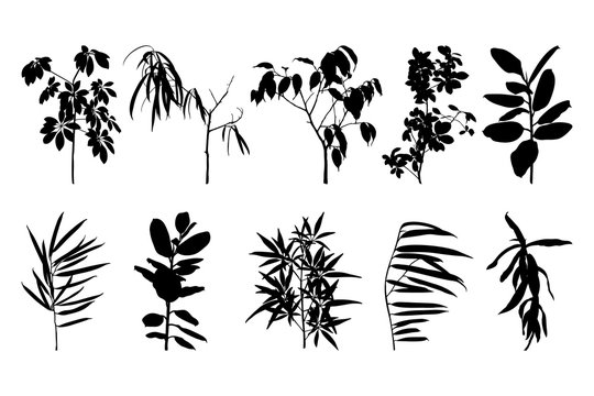 Set of silhouettes of houseplant isolated on a white background. Vector illustration of ficus and other plants