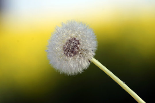 L&ouml;wenzahn Pusteblume