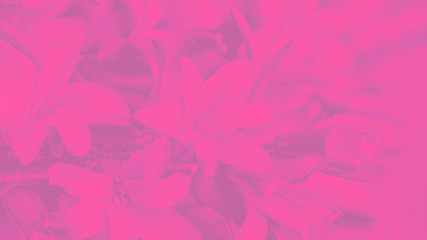 Fototapeta na wymiar Bright pink magenta background with hyacinth flower pattern, 16:9 panoramic format