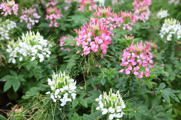 Spider flower or Cleome spinosa in Thailand