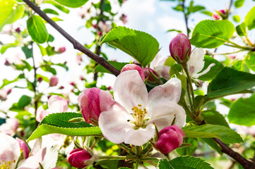 branch of apple tree with white flowers