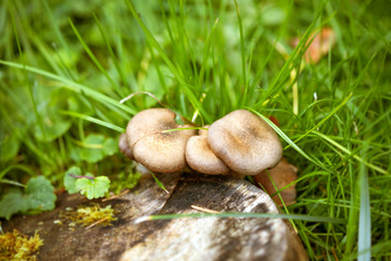 mushroom in grass