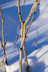 A bush of currant in a snowdrift is covered with hoarfrost. Close-up on a January morning