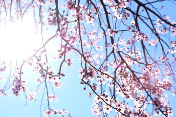 Zierkirschenblüten im Sonnenschein vor blauen Himmel - Frühlingshintergrund 