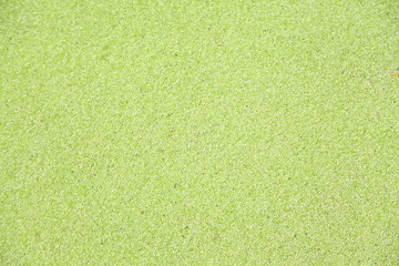 Fototapeta premium Green plant texture