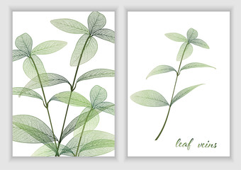 Beautiful background with branch leaves. Leaf veins. Vector illustration. EPS 10.