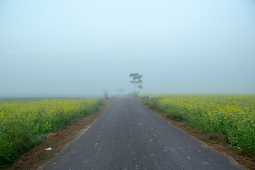 foggy morning view of mustard  field in rural india in winters