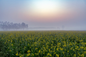 Fototapeta na wymiar foggy morning view of mustard field in rural india in winters