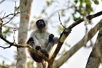 Zanzibar red colobus in Jozani forest. Tanzania, Africa