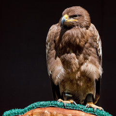 Steppe Eagle on a perch with dark background