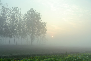 Plakat foggy morning view of mustard field in rural india in winters