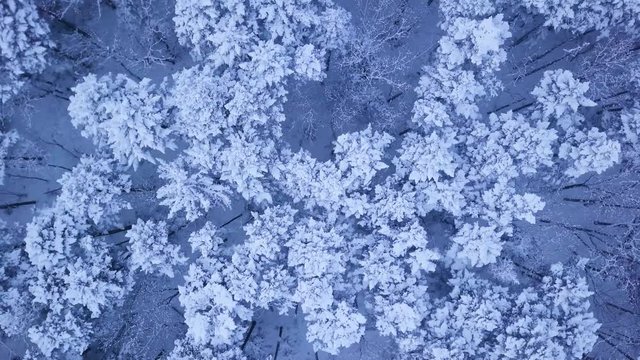 aerial drone shot of  Camera rotation above treetops of winter forest