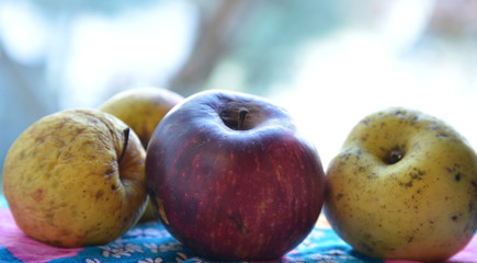 organic red and yellow apple in the garden