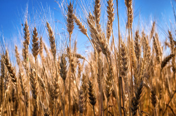 Ripe wheat against a blue sky