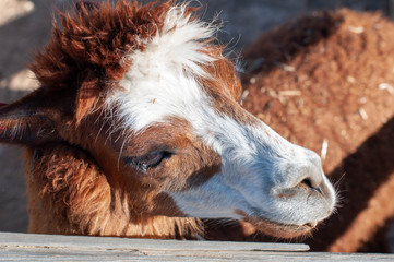 Brown and white alpaca facing sideways