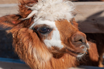 White and brown alpaca portrait closeup 04