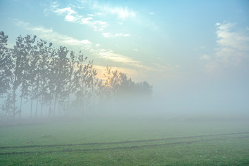 Naklejka na ściany i meble foggy morning view of mustard field in rural india in winters