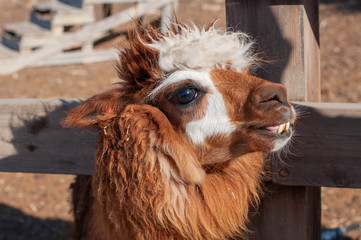White and brown alpaca portrait closeup 02