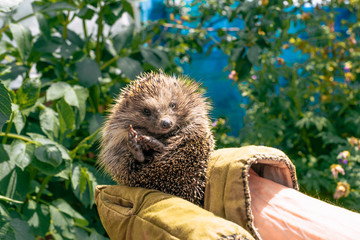 hedgehog in nature on his hands. hedgehog in hand © NATALYA