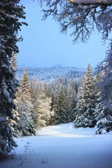 Snowy spruce trees against the background of rocky mountains.