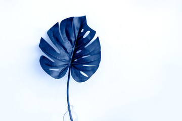 Toned Trendy classic blue color of the year 2020. Monstera leave.