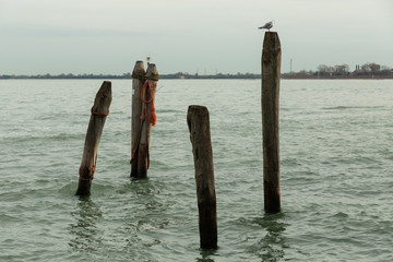 sea gull sitting on a pylon in the Venetian lagoon
