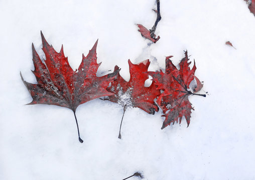fallen red frozen leaves in the snow at Pavliani village Phthiotis Greece 